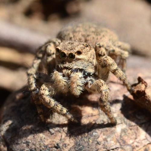 Aelurillus v-insignitus